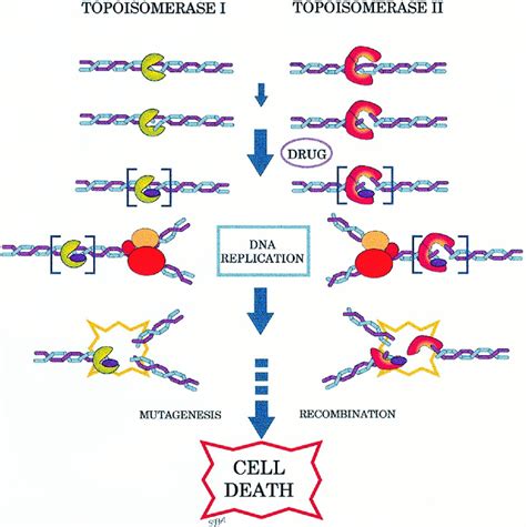 topoisomerase 1 and 2 difference.